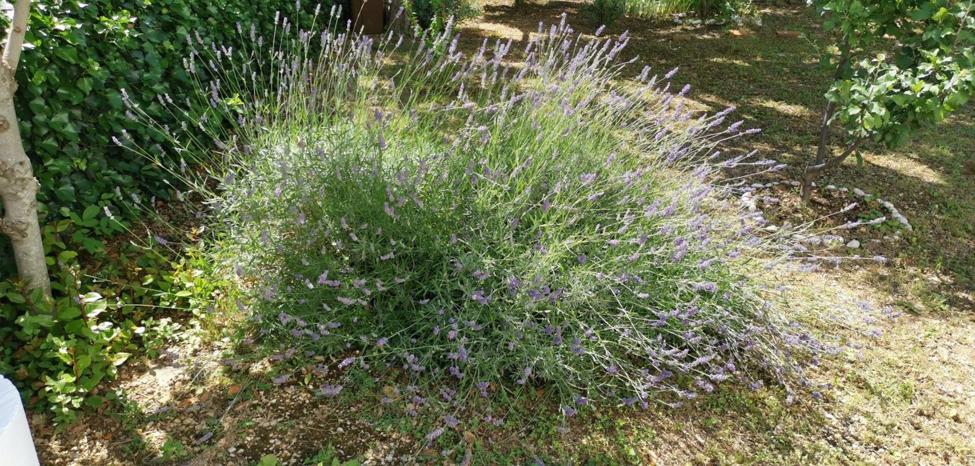 Apartmani Sersic Baška Dış mekan fotoğraf